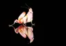 orchidmantis7392's Avatar