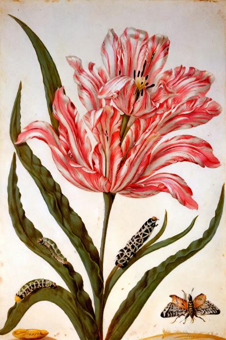 ' flower ' by merian maria sibylla in 1678, naturalism \(style\), painting \(medium\)