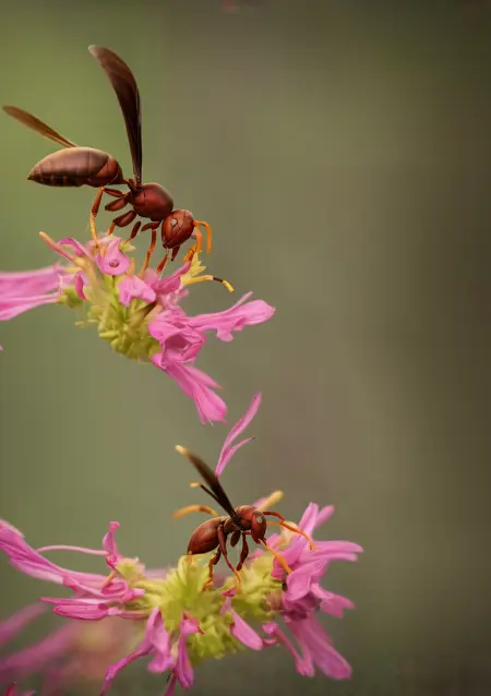 wasp, Polistes Canadensis.