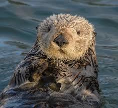 GeneralOtter's Avatar