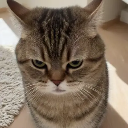 WD-Stubborn Cat - A Stubborn Soul