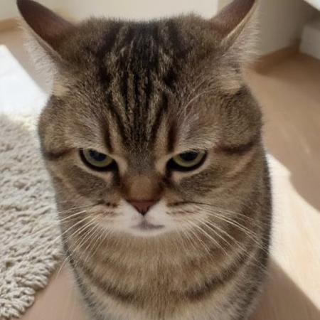 WD-Stubborn Cat - A Stubborn Soul v1.0
