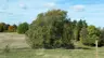 tree619's Avatar