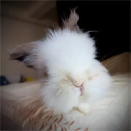 Novafly's Avatar