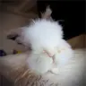 Novafly's Avatar