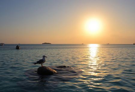 score_9, score_8_up, score_7_up, photo Quality, scenic setting of a calm Caribbean bay at sunset.  The water is crystal clear.  The sun is reflect off of the water.  A seagull sits on a rock in the middle of the bay