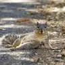 splooting_squirrel's Avatar