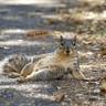 splooting_squirrel