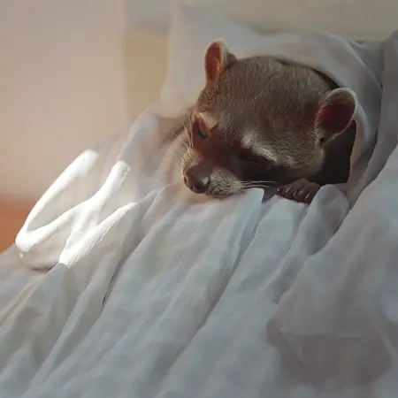 crab-eating RACCOON