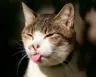 _scar_'s Avatar