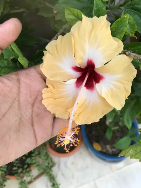 srivastavarahul1974576's Avatar