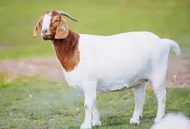 GhostGoatzzzs's Avatar