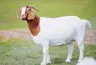 GhostGoatzzzs's Avatar