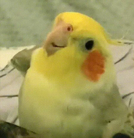 CockatielO's Avatar