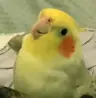 CockatielO's Avatar