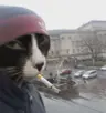 Bored_Cat's Avatar