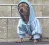chetgrey691938's Avatar