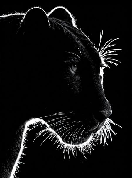 Close up of a panther, high contrast, black and white, backlit, silhouette, black background, backlight