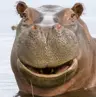 karpuhells's Avatar
