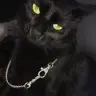 shentu's Avatar