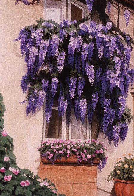 The overall atmosphere of the scene is one of tranquility, natural beauty, and a sense of timeless charm. The interplay of the vibrant wisteria against the muted tones of the house creates a visually striking and emotionally evocative image. The scene suggests a peaceful dwelling, embraced by nature's beauty, a place where the senses are awakened by the sight and imagined fragrance of the abundant blooms. The meticulous care of the window boxes further emphasizes a connection between the inhabitants and their surroundings, highlighting a love for beauty and detail. The composition should evoke a feeling of serenity and wonder, capturing the magical essence of a house adorned by the full glory of a blooming wisteria. The lighting should be soft and even, avoiding harsh shadows to emphasize the delicate beauty of the flowers and the gentle character of the dwelling. The focus should be sharp on the wisteria and the architectural details it embraces, drawing the viewer into this enchanting tableau.