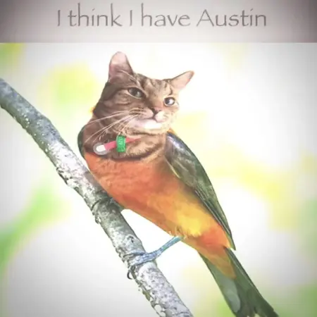 Catte23456's Avatar