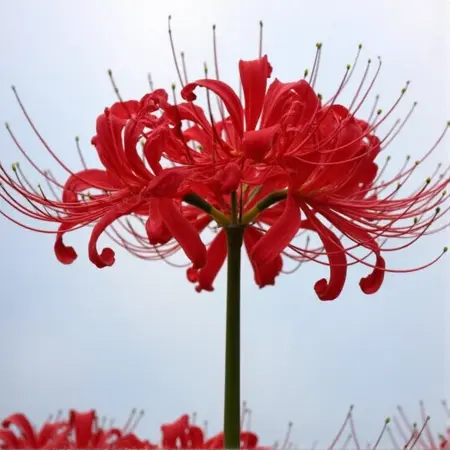 Lycoris