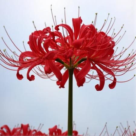 Lycoris v1.0