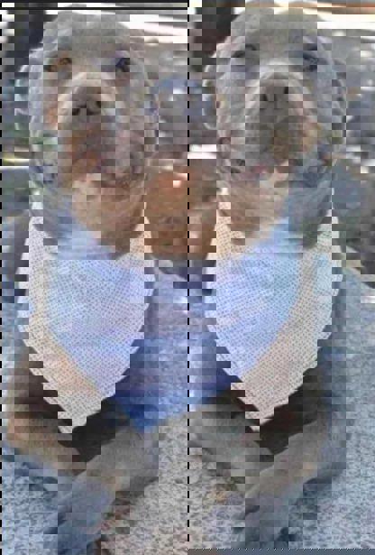 ApogeeCat's Avatar