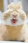 Hatoochou's Avatar