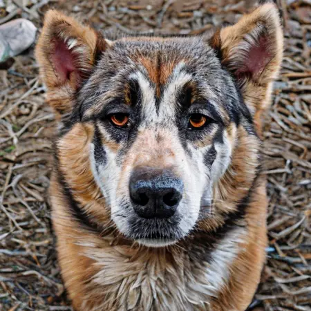 West-siberian laika