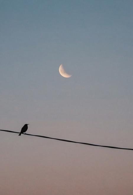 minimalism, bird. PERFECT HORIZONTAL WIRE. PERFECTLY ROUND MOON IN BEHIND, SILHOUETTE BIRD. AESTHETIC SKY.