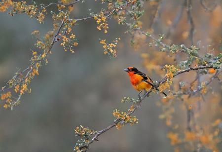Masterpiece, (wildlife photography by Yongqing Bao and Marsel van Oosten), PARADISE TANAGER sitting on a branch, an aesthetic scenery, vibrant bokeh, award winning photography, extreme sharpness  <lora:MJ52:0.5>