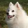 swoopy's Avatar