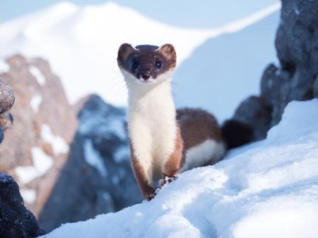 usikshmusik looking at viewer outdoors no humans blurry background animal rock realistic animal focus brown fur