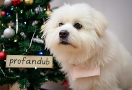 A white fluffy dog by a christmas tree, with a sign saying "profandub"