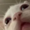 Pumzelkip's Avatar