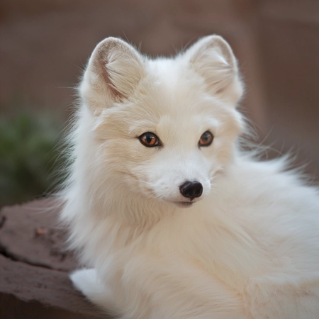 arctic foxes epoch17