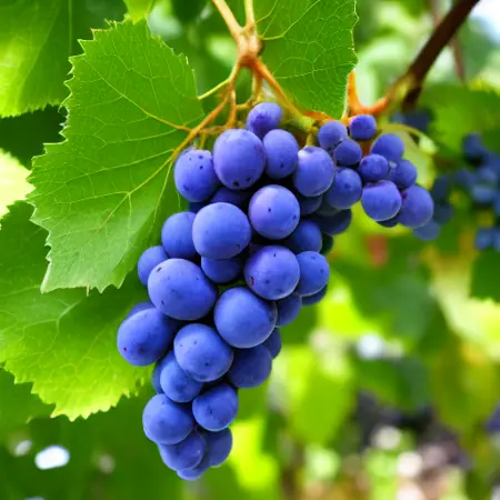 PCM LoRAs of Stable Diffusion v1-5 for Fast Image Generation