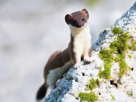 usikshmusik looking at viewer outdoors no humans blurry background animal rock realistic animal focus brown fur