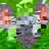 KiwiSpin