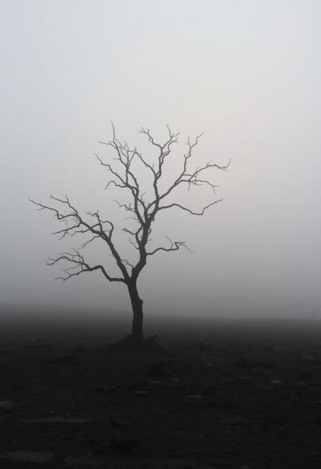 A vast, mist-covered landscape stretches into the distance, the soft light of dawn or dusk barely piercing through the thick fog. In the foreground, the silhouette of a lone, leafless tree stands in stark contrast to the misty surroundings, its gnarled branches reaching out like dark veins. The ground is a mix of wet earth and rocks, textured and detailed, leading the eye towards a distant horizon that fades into the soft, indistinct light. The muted colors—soft grays, pale blues, and desaturated greens—create a sense of calm, solitude, and contemplation. The atmosphere feels heavy with emotion, as if the landscape itself is holding secrets. The mist blurs the edges of the natural elements, giving the scene a dreamlike quality, while the soft shadows and subtle contrasts emphasize the melancholy mood. Everything in the scene feels timeless, as if caught between reality and a memory.