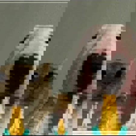 BaraOnly's Avatar