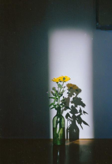 FP100C, instagram photo,a bottle with a flower,  hard shadows, film grain