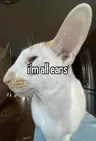 Reichessa's Avatar