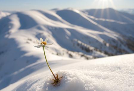 A delicate white-edged Edelweiss perches precariously on a hillside, its slender stem swaying gently in the breeze. The rolling hills behind, blanketed in thick layers of snow, stretch upwards towards the sky like giant's teeth. The sun casts a warm glow over the scene, illuminating the Edelweiss's intricate petals and casting long shadows across the snow-covered terrain.