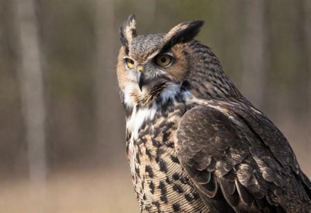 "Powerful Enigmatic hawk". Envision a hyper-realistic digital art portrayal of a majestic hawk. Realistic transparent reflecting eyes are a focal point, 
reflecting a primordial world, 
with natural key light enhancing the depth and complexity of its gaze. Its features are rendered with painstaking detail. The ambiance surrounding is wild and dark, 
a masterpiece of intricacy, 
with a backdrop of swirling black liquid and shadowy elements inspired by Miki Asai, 
Paul Barson and Dale Chihuly. Mesmerizing HDR quality, 
vibrant and vivid colors, 
and sharp, 
cinematic character rendering. The pose is dynamic and fluid, 
capturing the essence of motion and life. Chiaroscuro techniques heighten the hyper realistic effect, 
crafting a scene of breathtaking beauty and unparalleled perfection. This digital creation is not just an image but a rare piece of art that combines the ethereal beauty of Zena Holloway's style with the dynamic energy and vivid color reflections, 
making it a unique and original masterpiece.