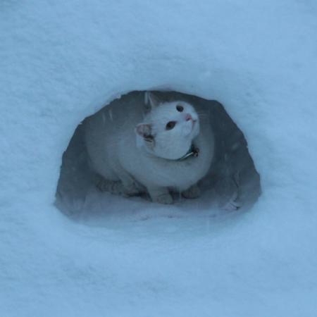 cat_in_snow's Avatar