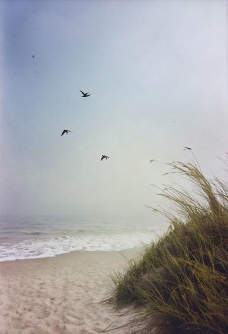 soaked_kaffee, instagramphoto, a foggy beach somewhere in europe with some birds in the sky, soft shadows, filmgrain