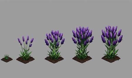 plant growth process, reference table, no people, flower, gray background, simple background, lavender, lavender growth stage, five stages, from young bud to luxuriant, still life, plant, leaf, soil<lora:zhiwushengzhang:0.8>,